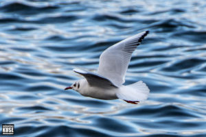 Möwe - Stralsund