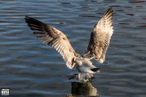 Möwe - Stralsund