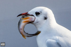 Möwe mit Fisch - Stralsund